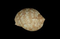 藏品(中華鶉螺)的圖片